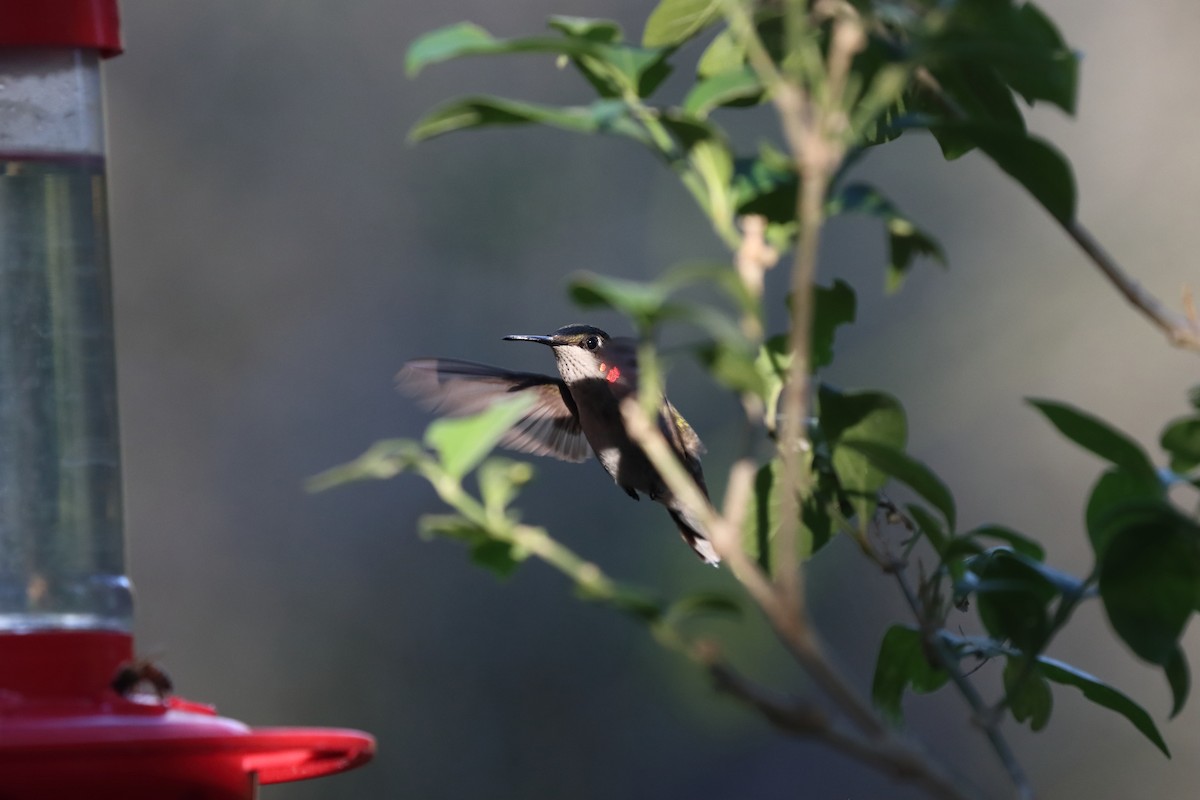 Ruby-throated Hummingbird - ML618747289