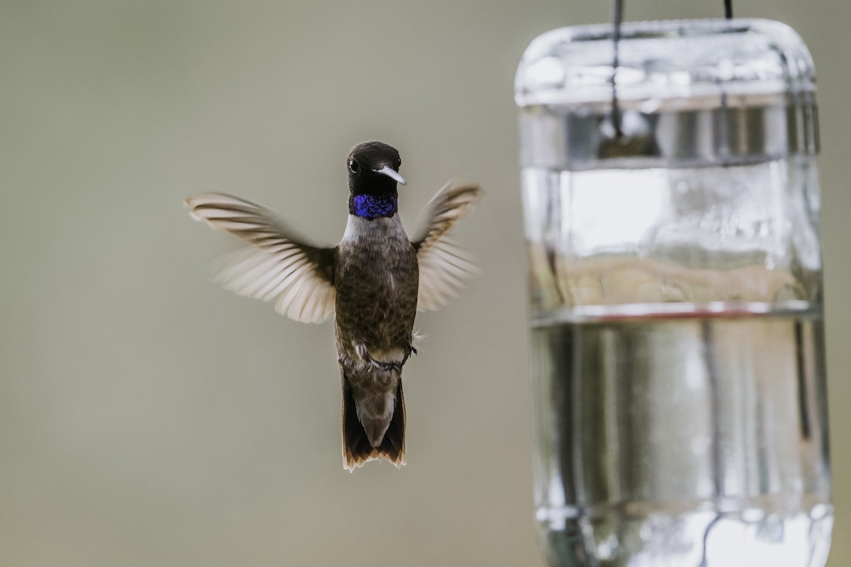 Black-chinned Hummingbird - ML618747337