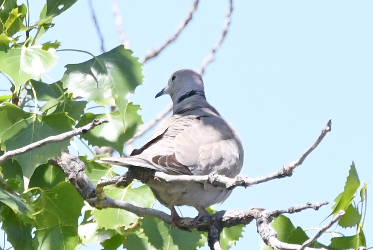 Eurasian Collared-Dove - ML618747363