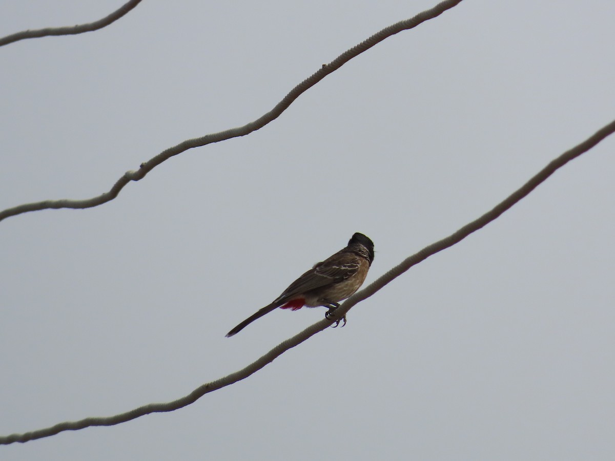 Red-vented Bulbul - ML618747395
