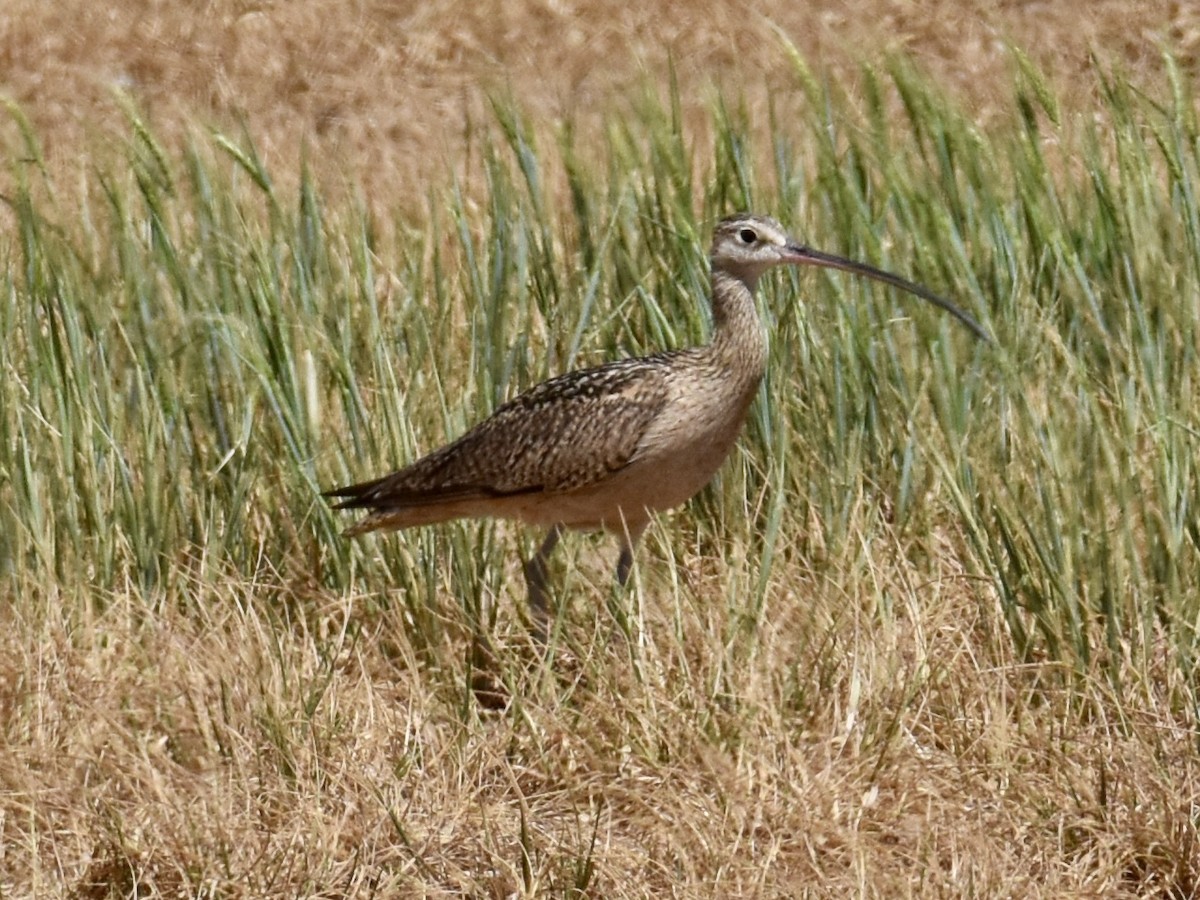 Long-billed Curlew - ML618747412