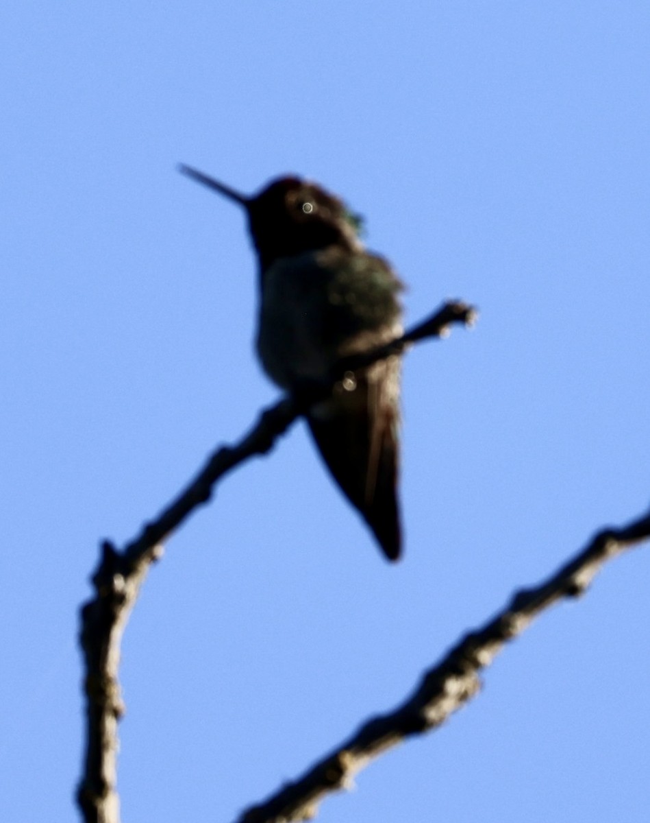 Anna's Hummingbird - ML618747421