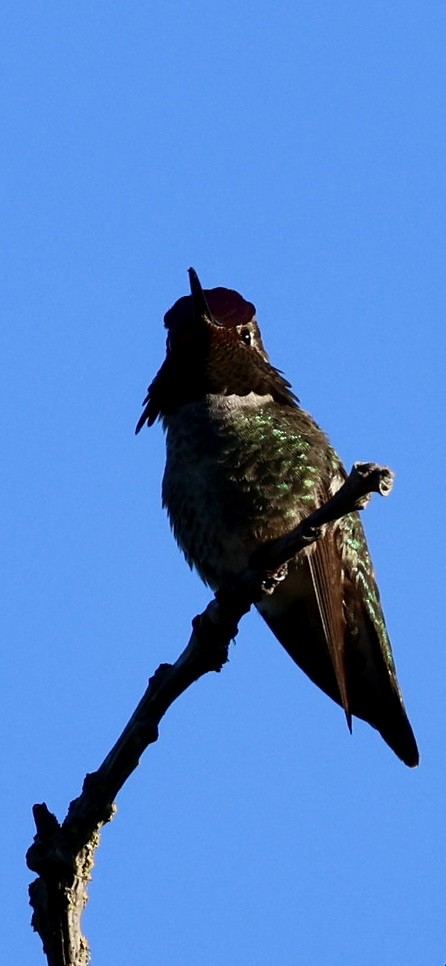 Anna's Hummingbird - ML618747422
