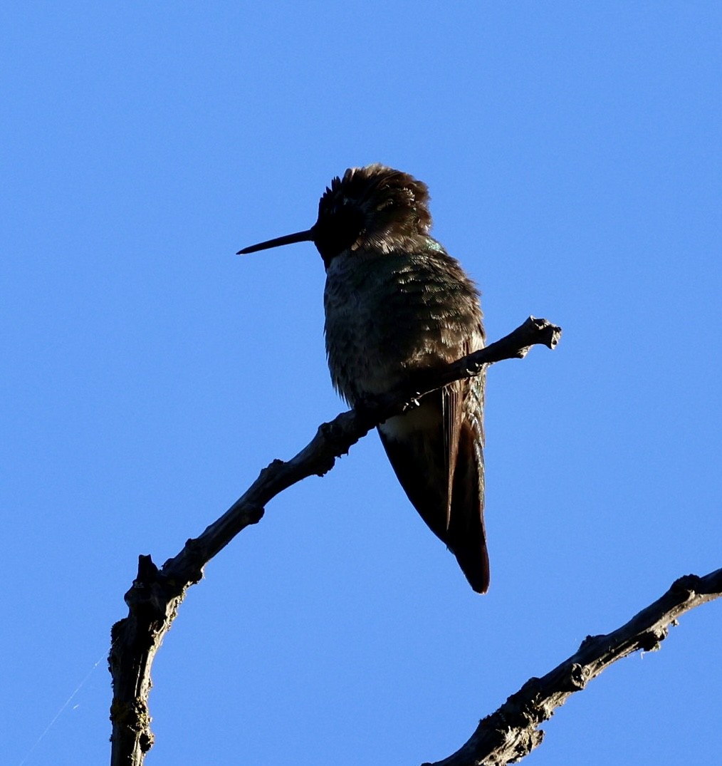 Anna's Hummingbird - ML618747423