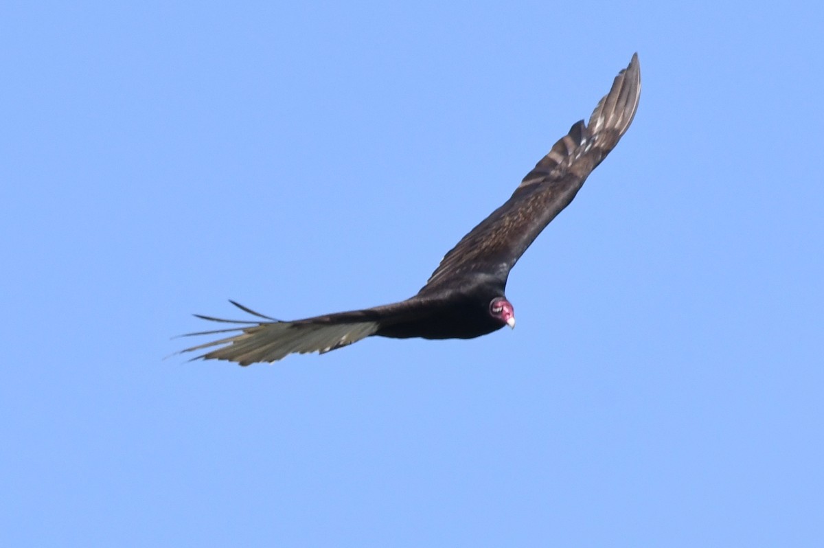 Turkey Vulture - ML618747443
