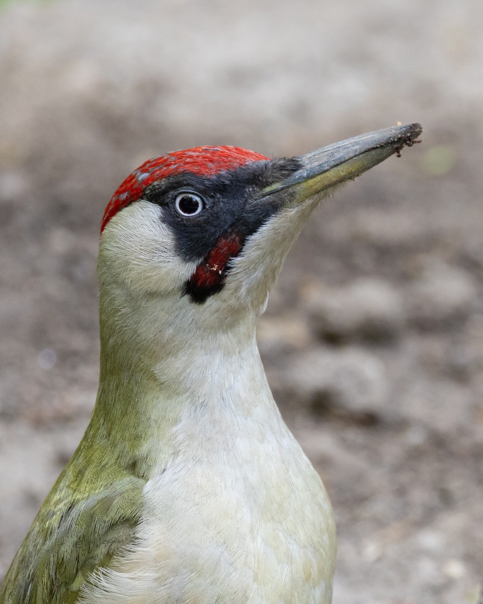 Eurasian Green Woodpecker - ML618747448