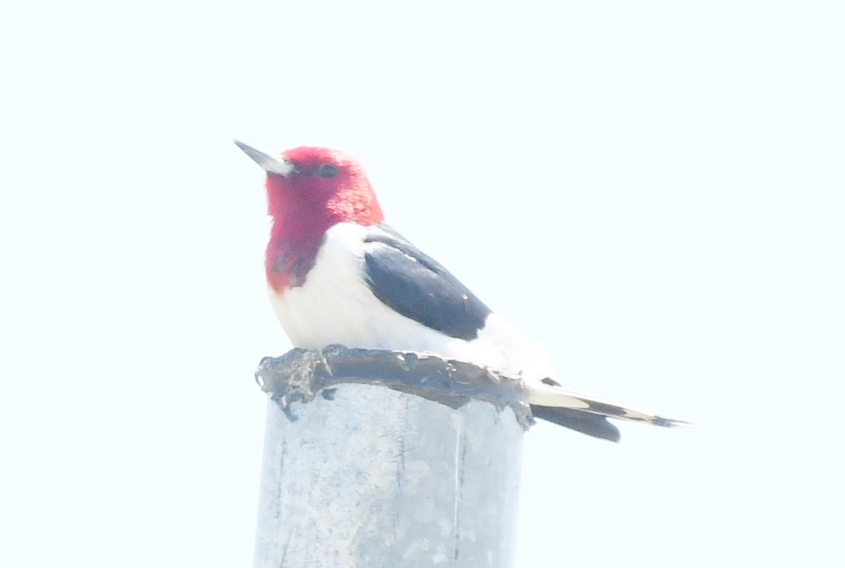 Red-headed Woodpecker - ML618747453