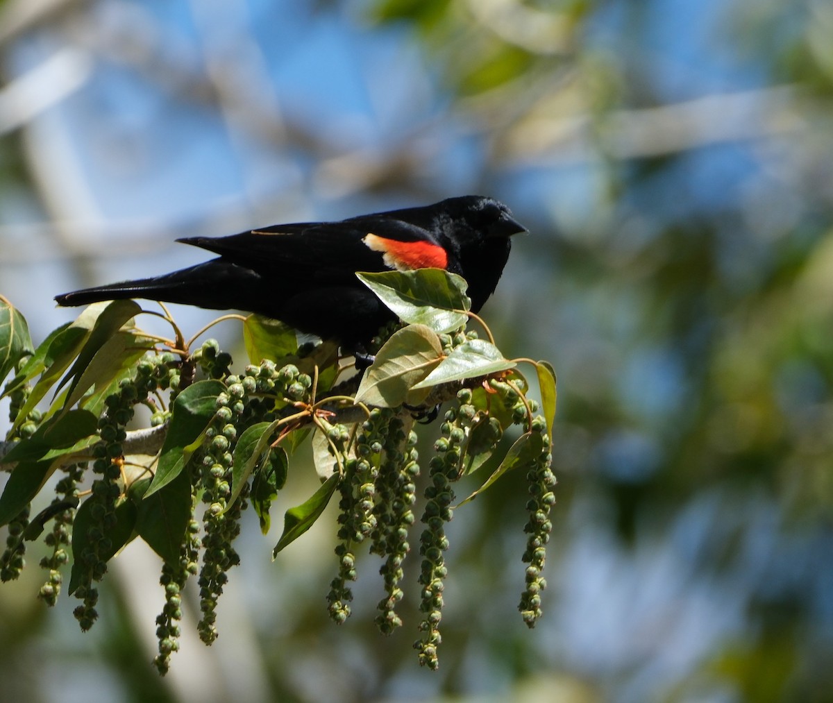Red-winged Blackbird - ML618747475