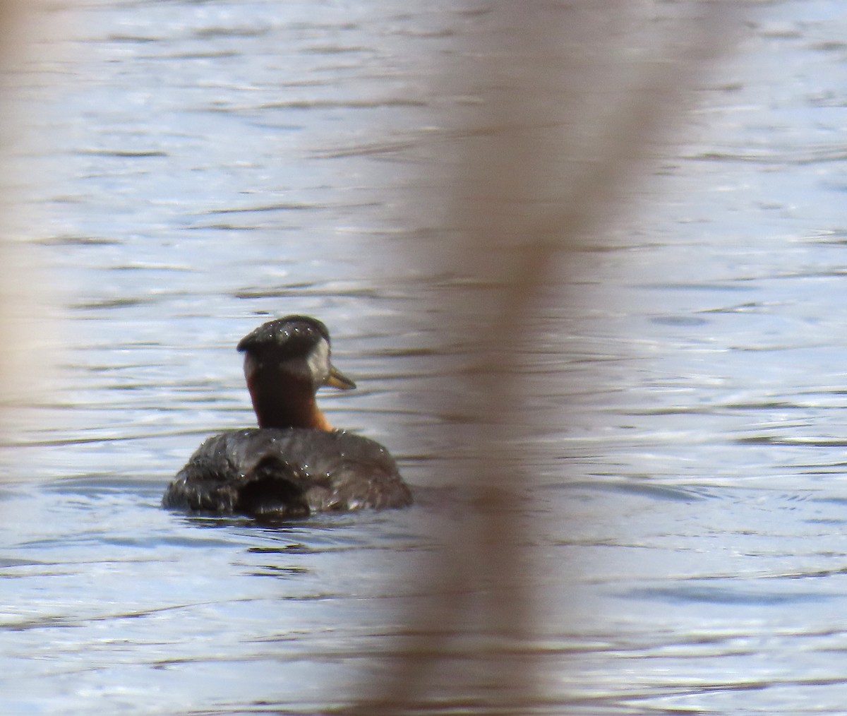 Red-necked Grebe - ML618747499