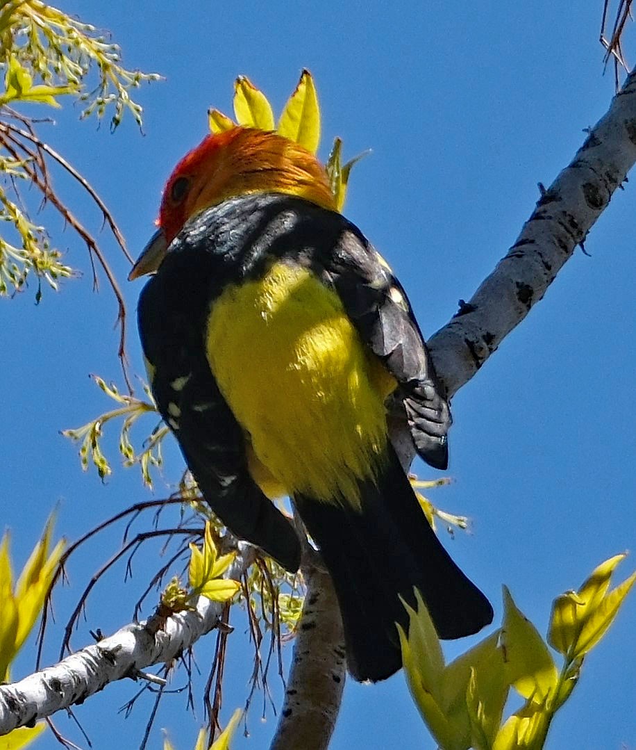 Western Tanager - ML618747501