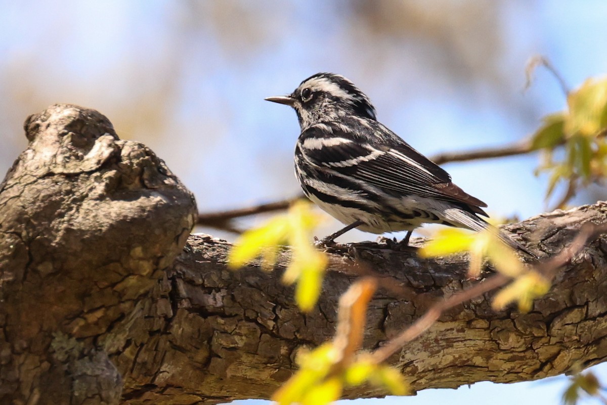 Black-and-white Warbler - ML618747528