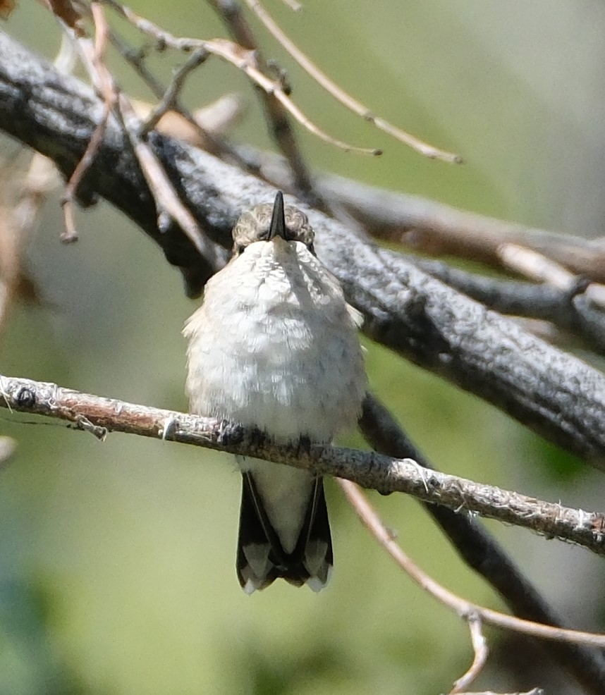 Black-chinned Hummingbird - ML618747535