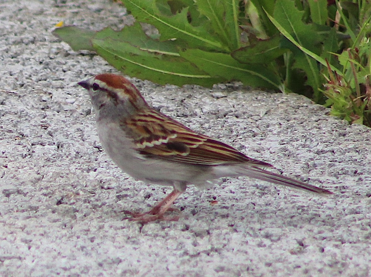 Chipping Sparrow - ML618747570