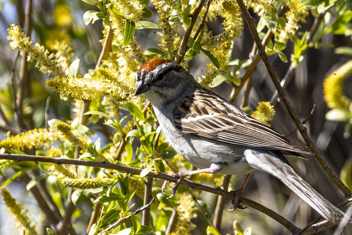 Chipping Sparrow - ML618747572