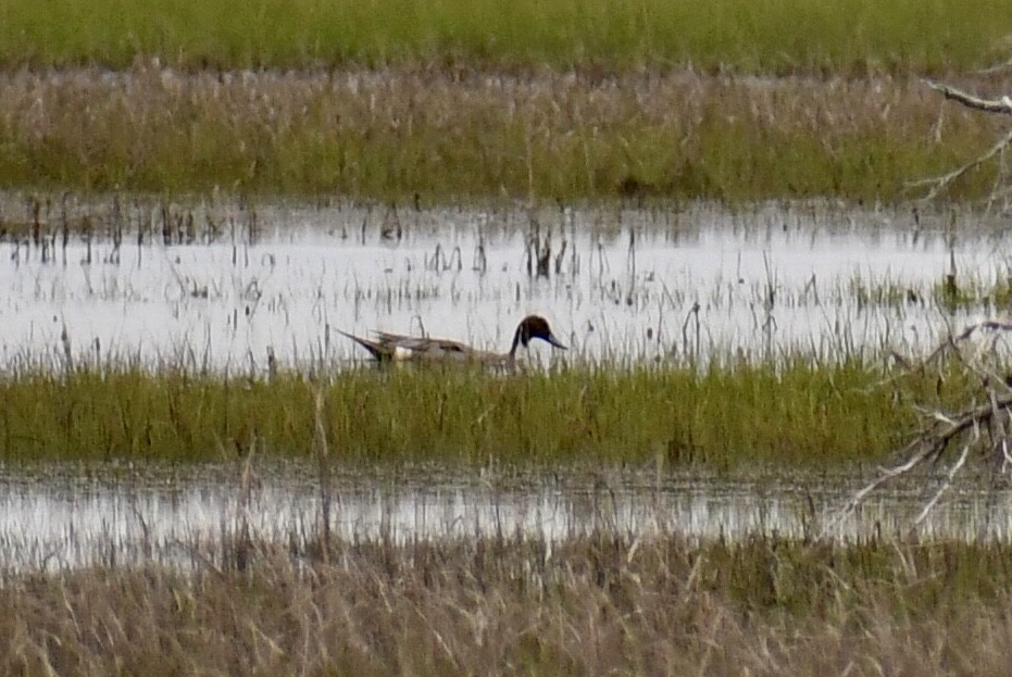 eBird Checklist - 9 May 2024 - Island Beach SP (please consider using ...