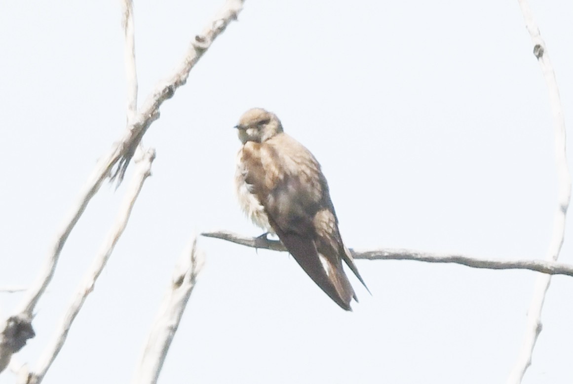 Northern Rough-winged Swallow - ML618747578