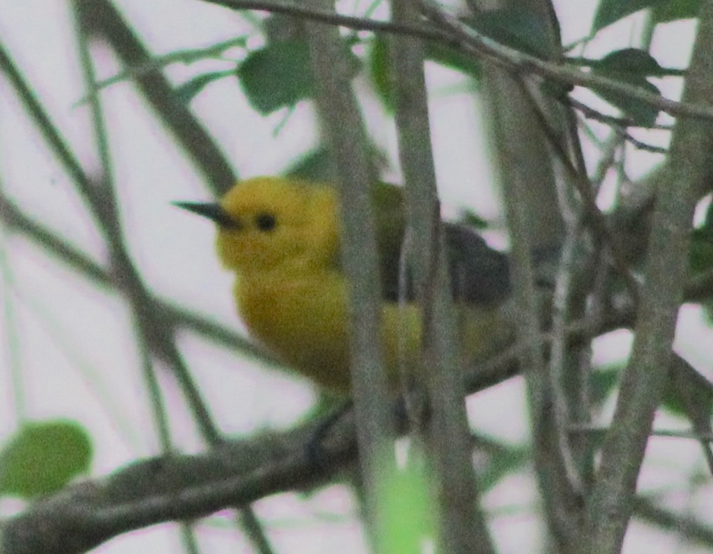Prothonotary Warbler - ML618747581