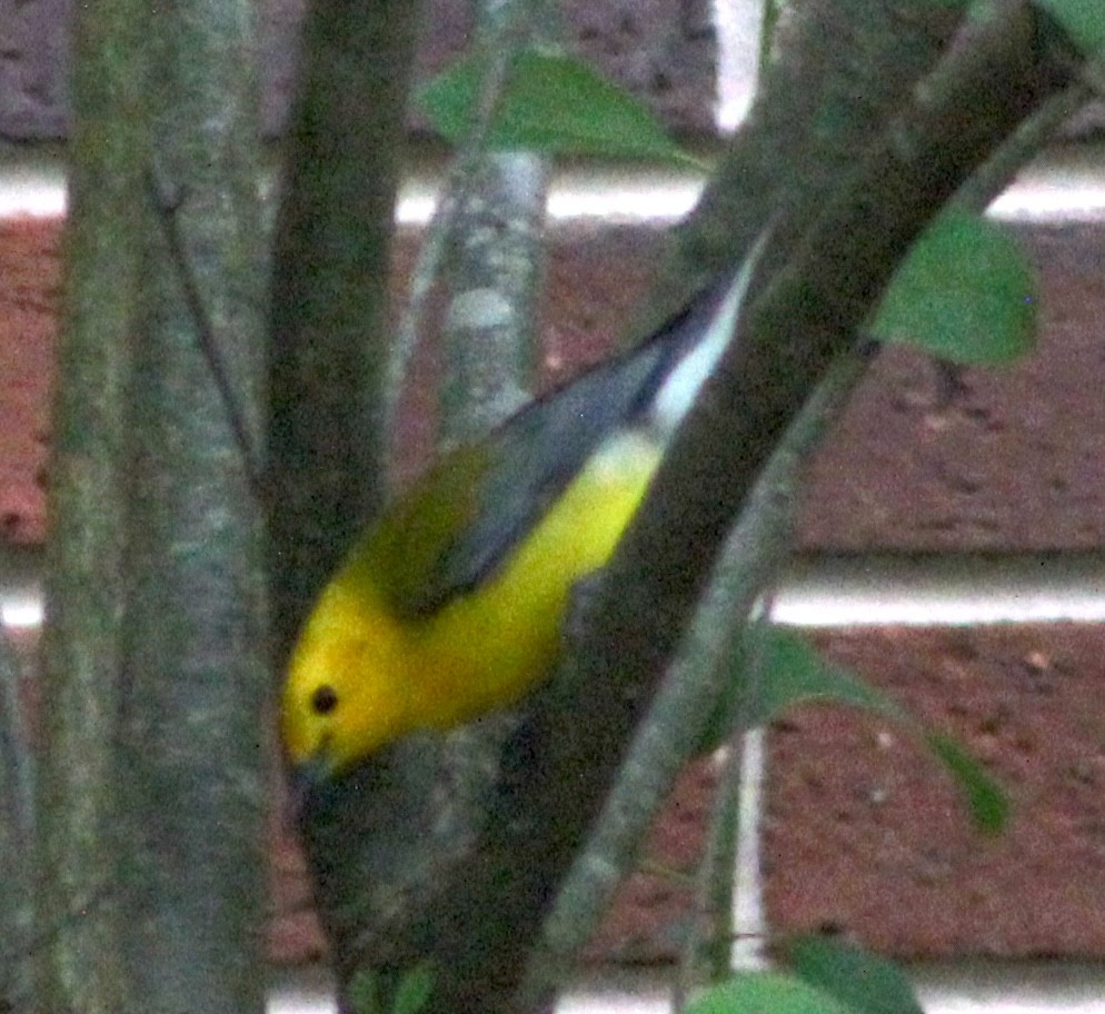 Prothonotary Warbler - ML618747585
