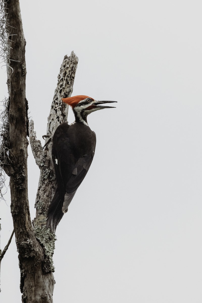 Pileated Woodpecker - ML618747614