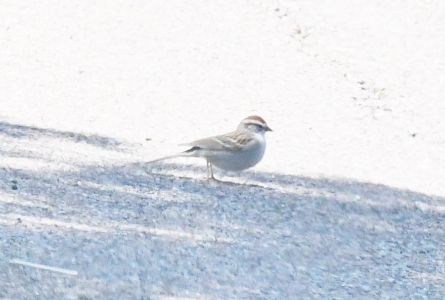 Chipping Sparrow - ML618747615