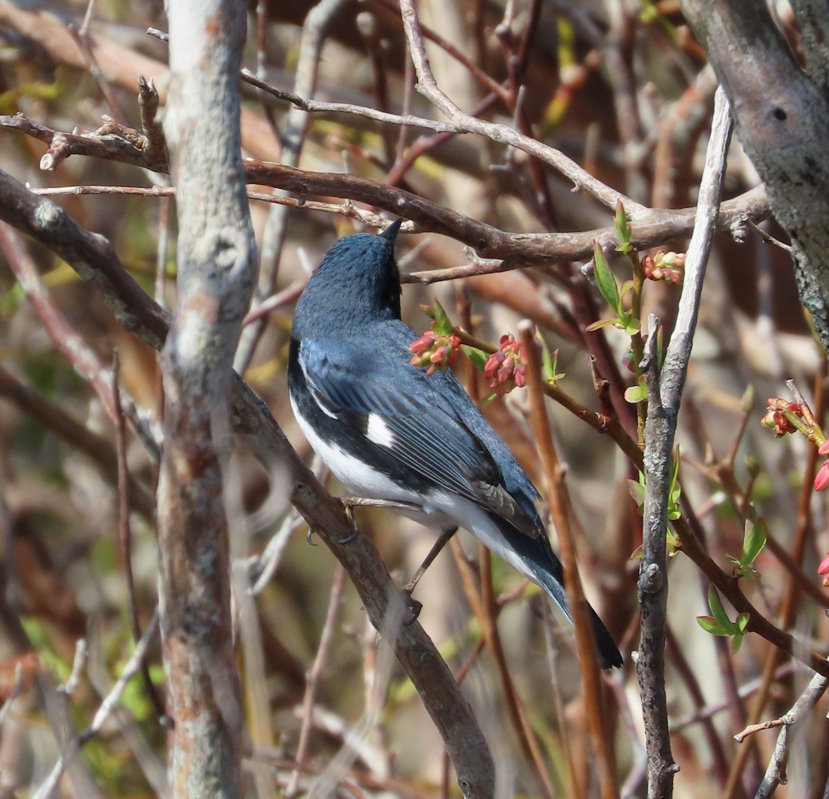 Black-throated Blue Warbler - ML618747628