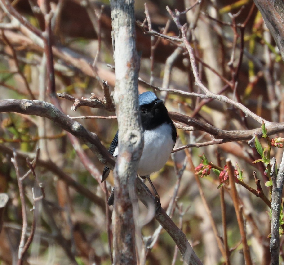 Black-throated Blue Warbler - ML618747629