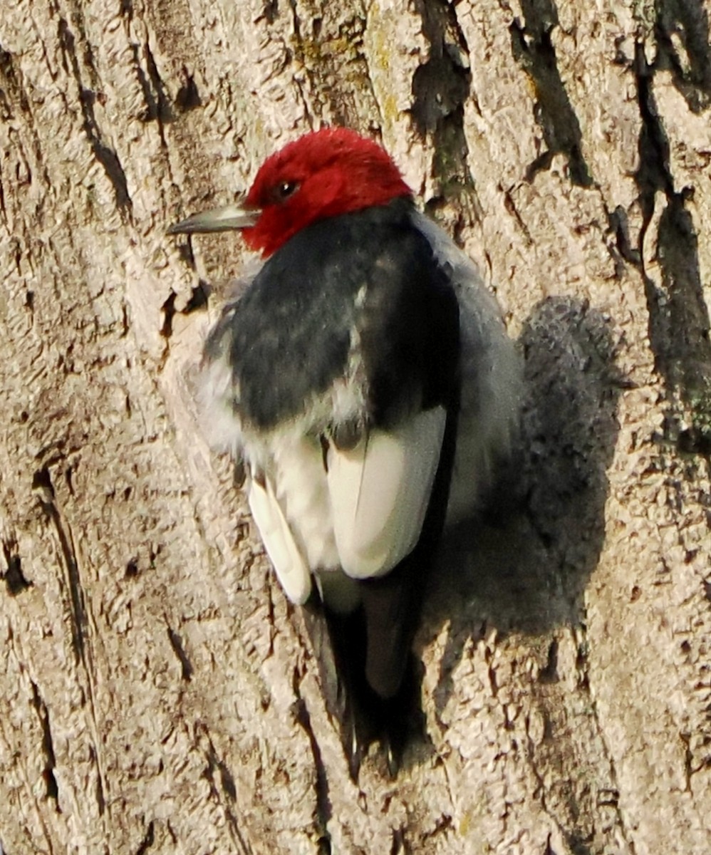 Red-headed Woodpecker - ML618747656