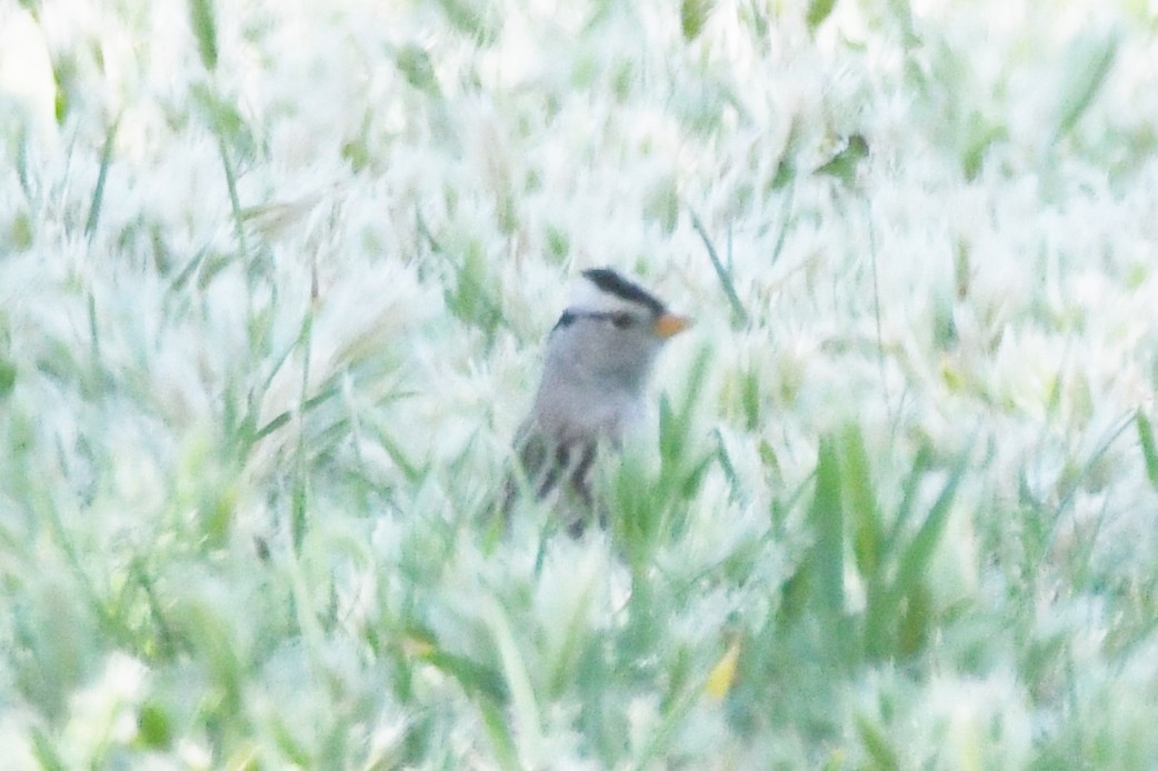 White-crowned Sparrow - ML618747665