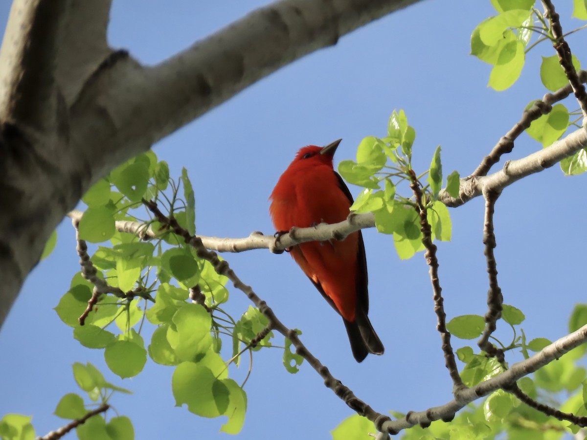 Scarlet Tanager - ML618747681