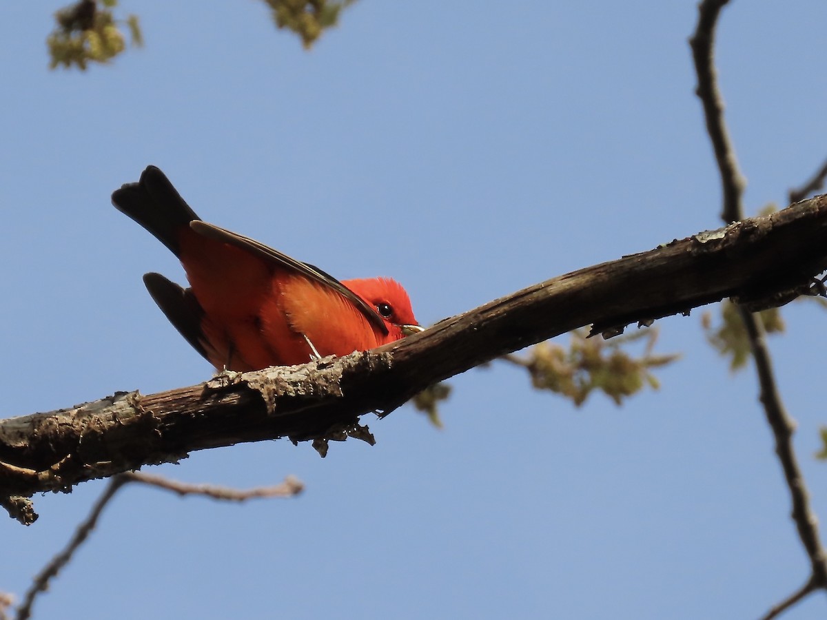 Scarlet Tanager - ML618747682