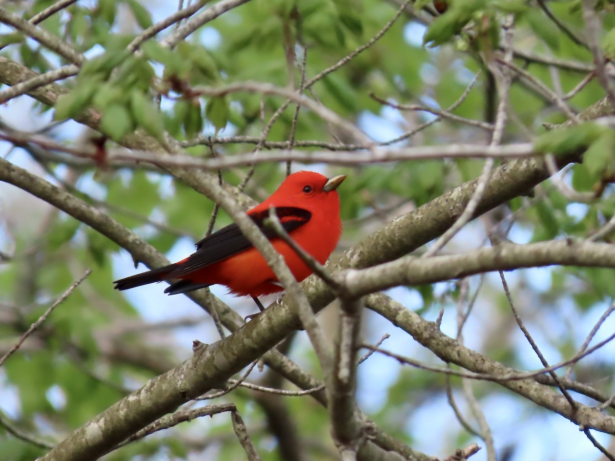 Scarlet Tanager - ML618747683