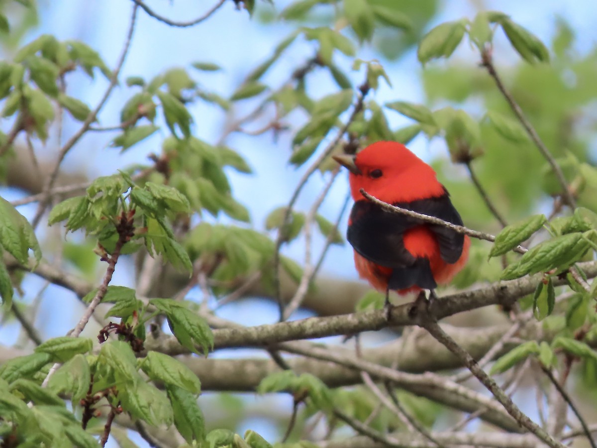 Scarlet Tanager - ML618747686