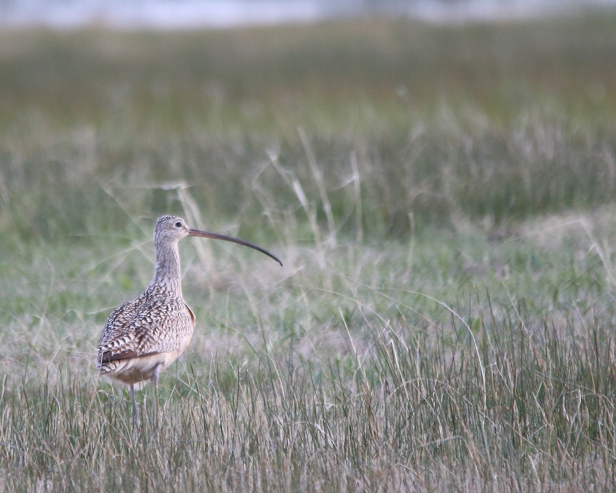 Long-billed Curlew - ML618747689