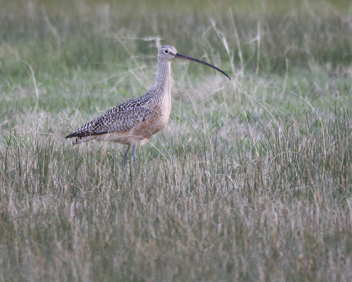 Long-billed Curlew - ML618747690