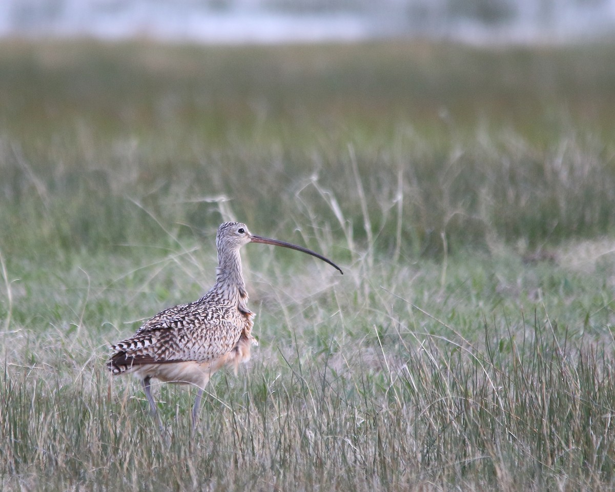 Long-billed Curlew - ML618747691