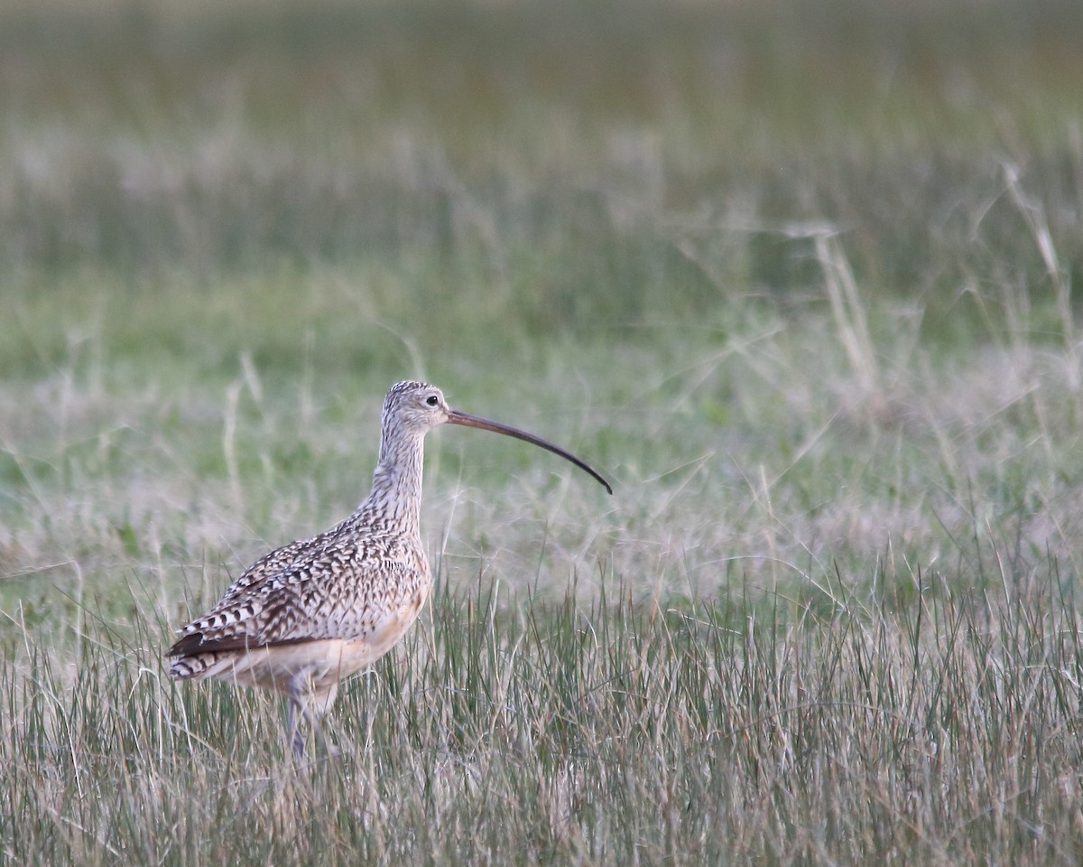 Long-billed Curlew - ML618747692
