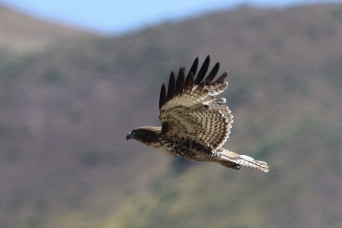 Red-tailed Hawk - ML618747699