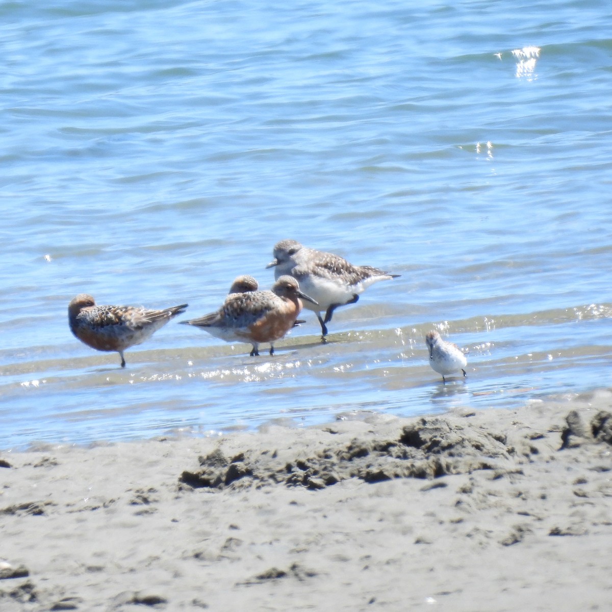 Red Knot - ML618747715