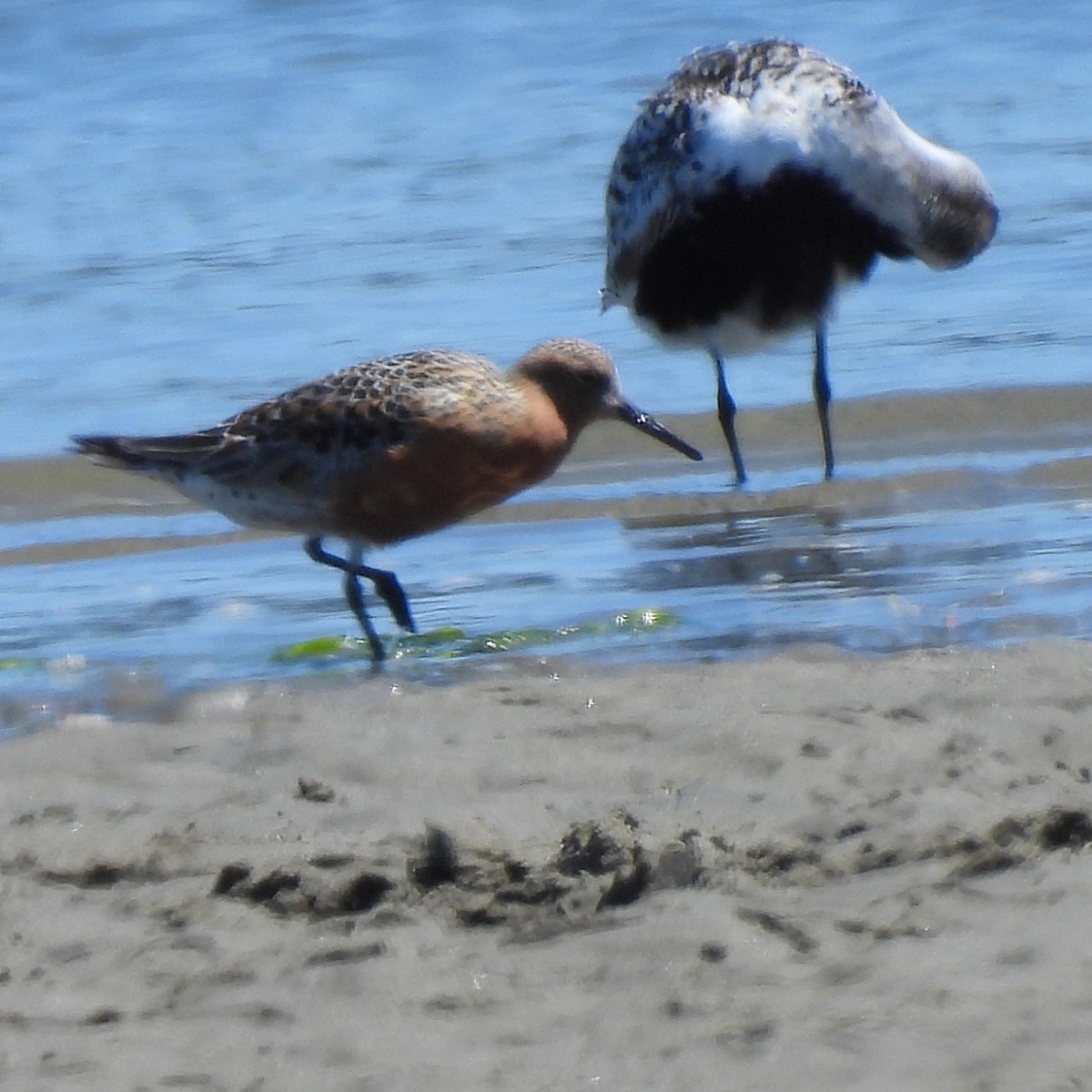 Red Knot - ML618747716