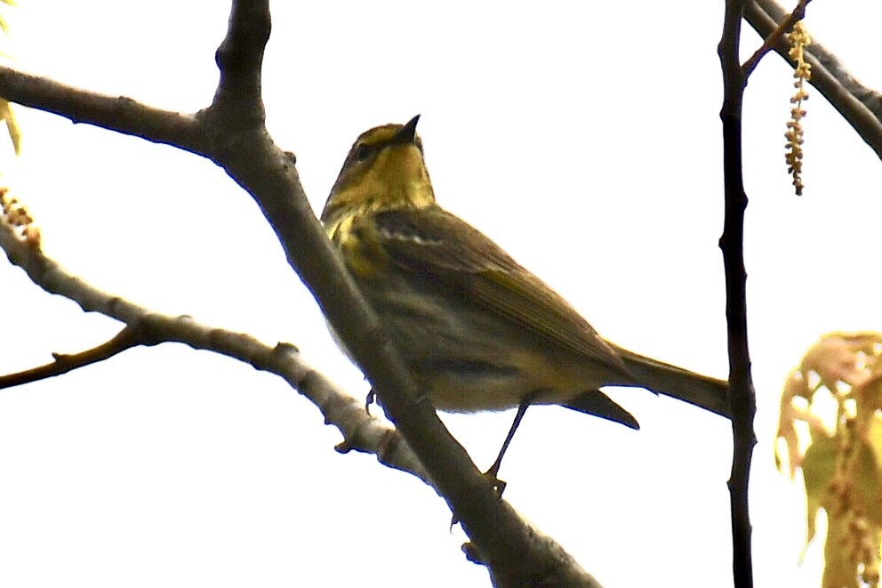 Cape May Warbler - ML618747748