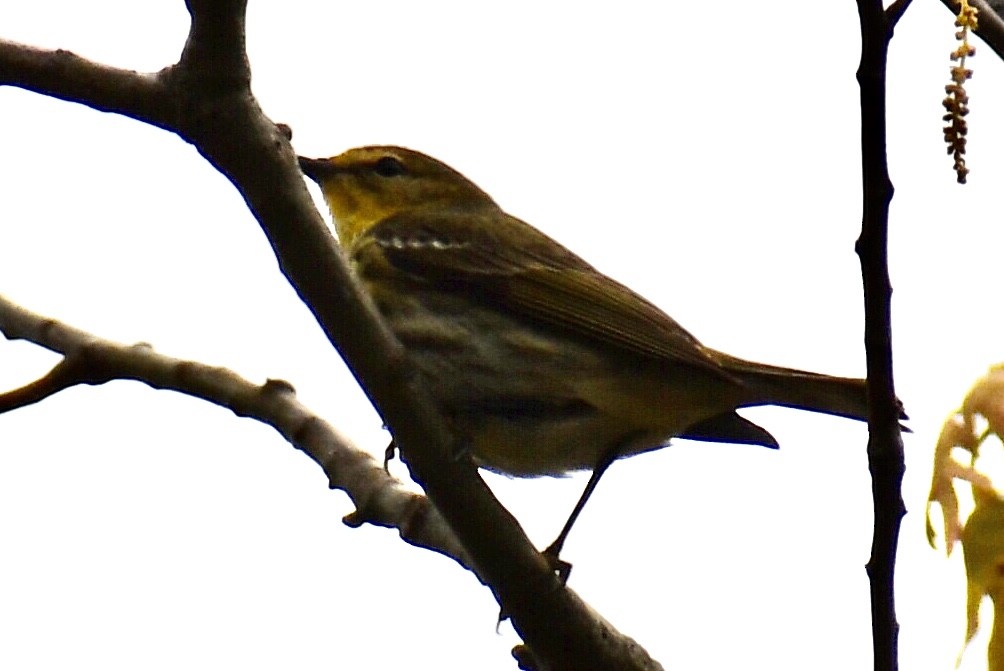 Cape May Warbler - ML618747749