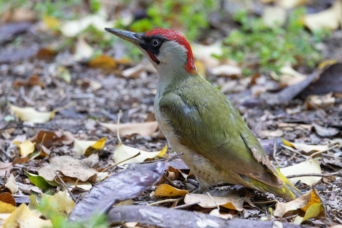 Eurasian Green Woodpecker - ML618747752