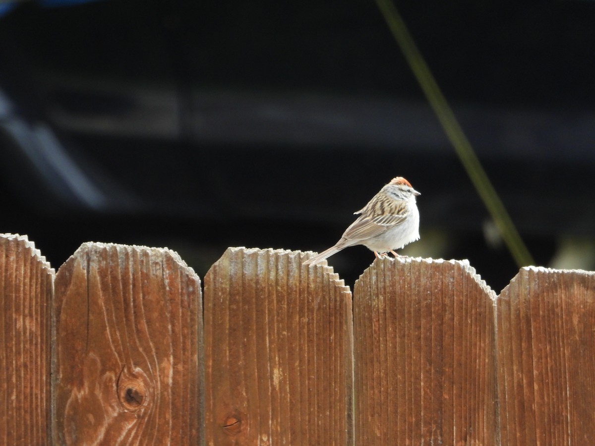 Chipping Sparrow - ML618747762