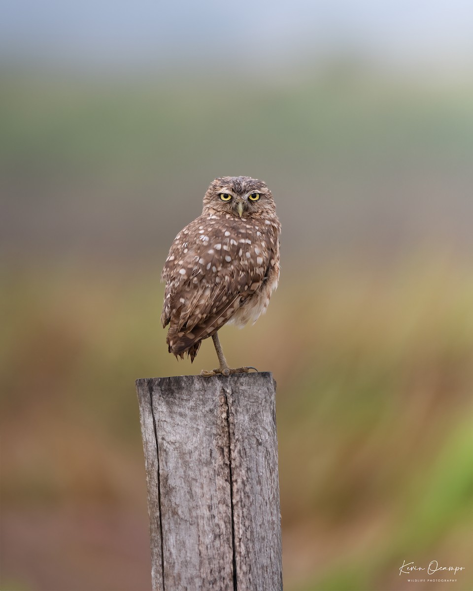 Burrowing Owl - ML618747776