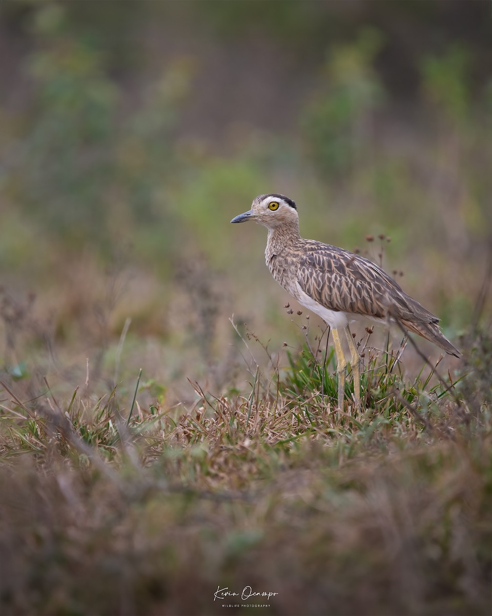 Double-striped Thick-knee - ML618747802