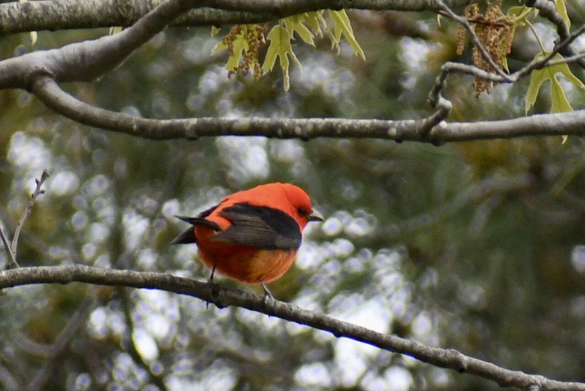 Scarlet Tanager - ML618747806