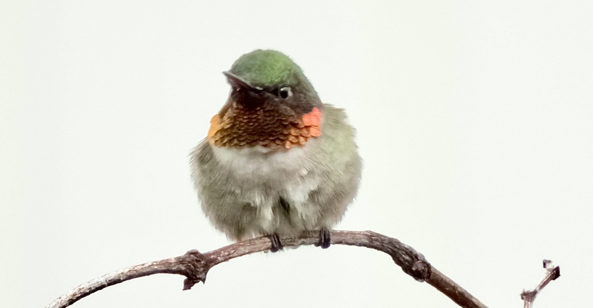 Ruby-throated Hummingbird - ML618747817