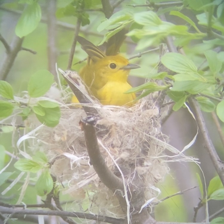 Yellow Warbler (Northern) - ML618747852