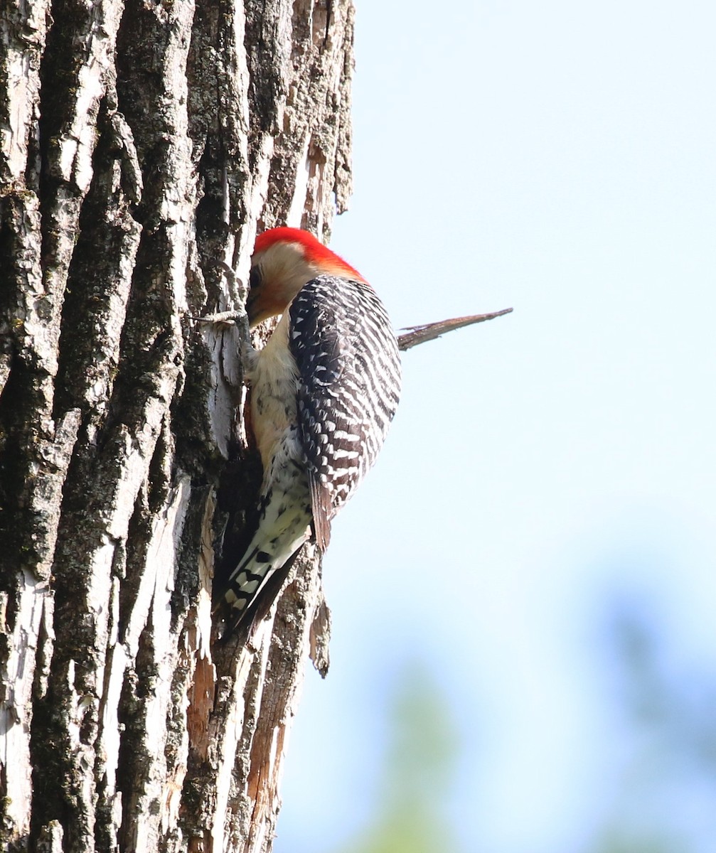 Red-bellied Woodpecker - ML618747866