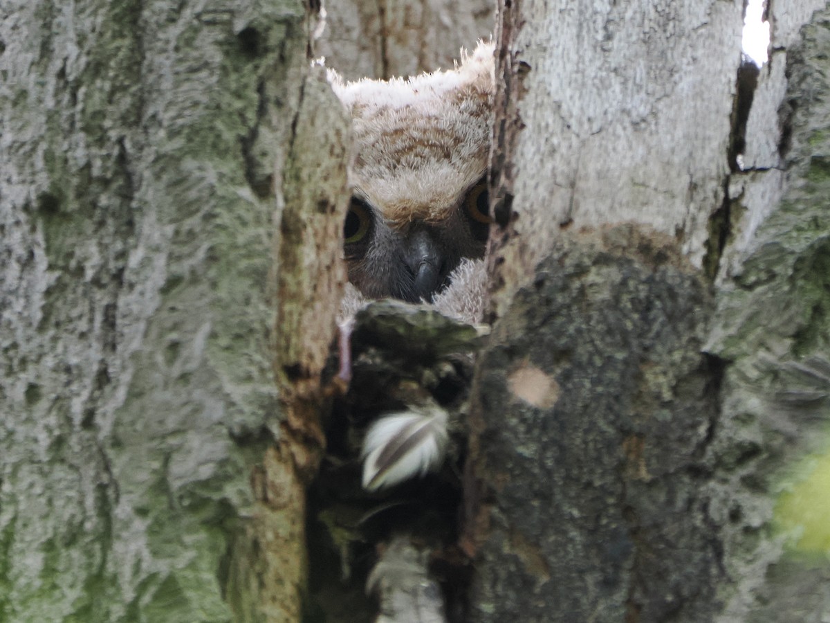 Great Horned Owl - ML618747883
